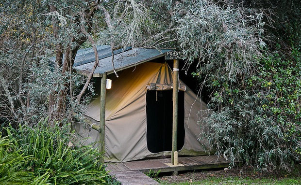 Forest tents for an eco experience that will make you want to stay longer.